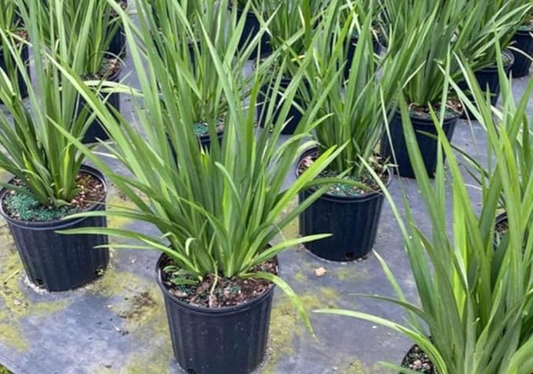 African Iris White