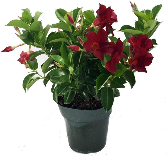 Red Dipladenia 6"