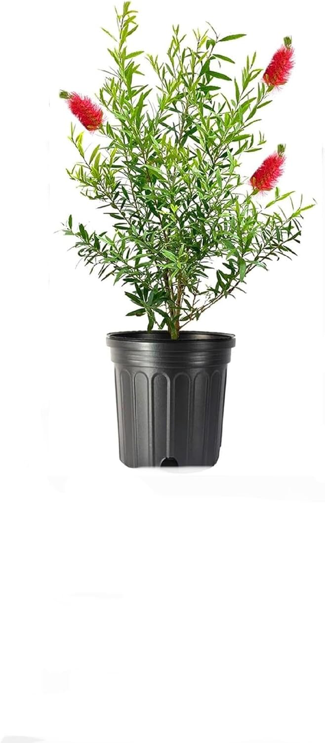 Red Cluster Bottlebrush