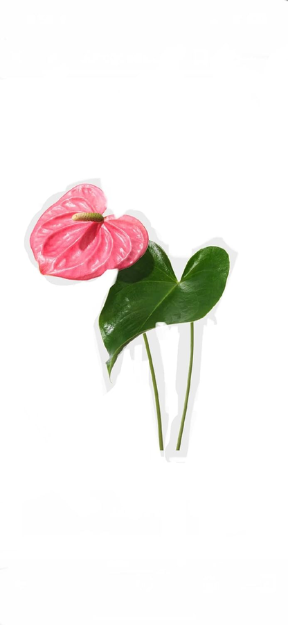 Anthurium Pink 6"