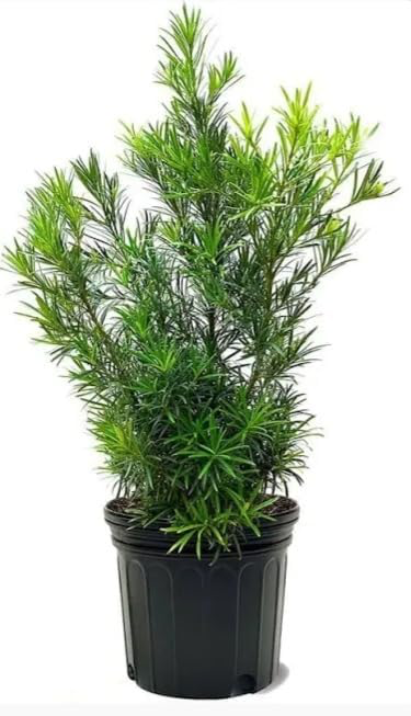 Podocarpus Makis