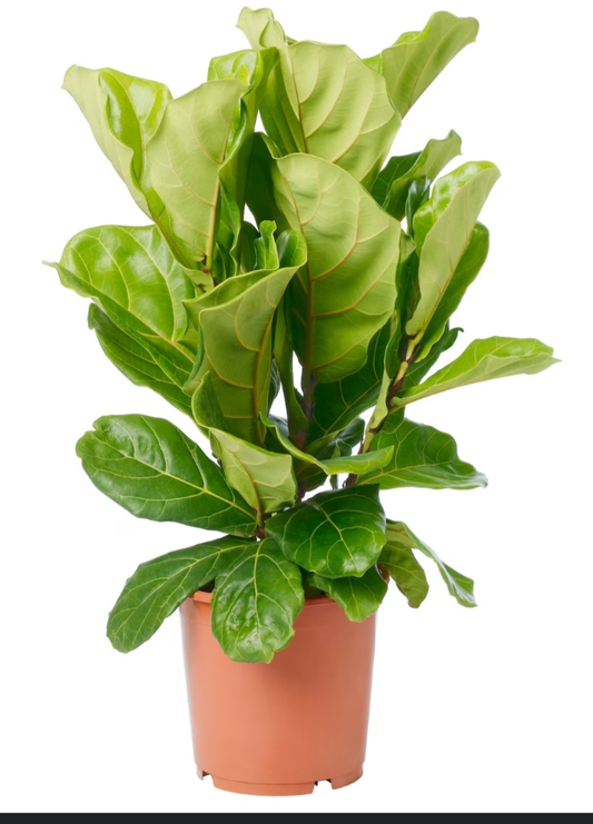 Fiddle Leaf Fig