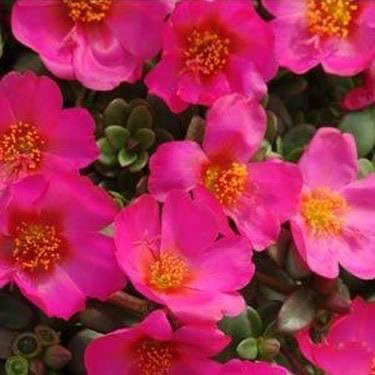 Purslane Pink