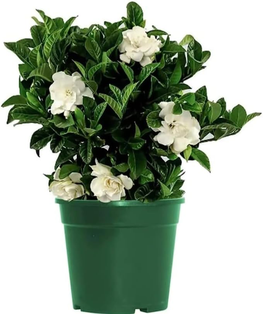 Gardenia Radicans