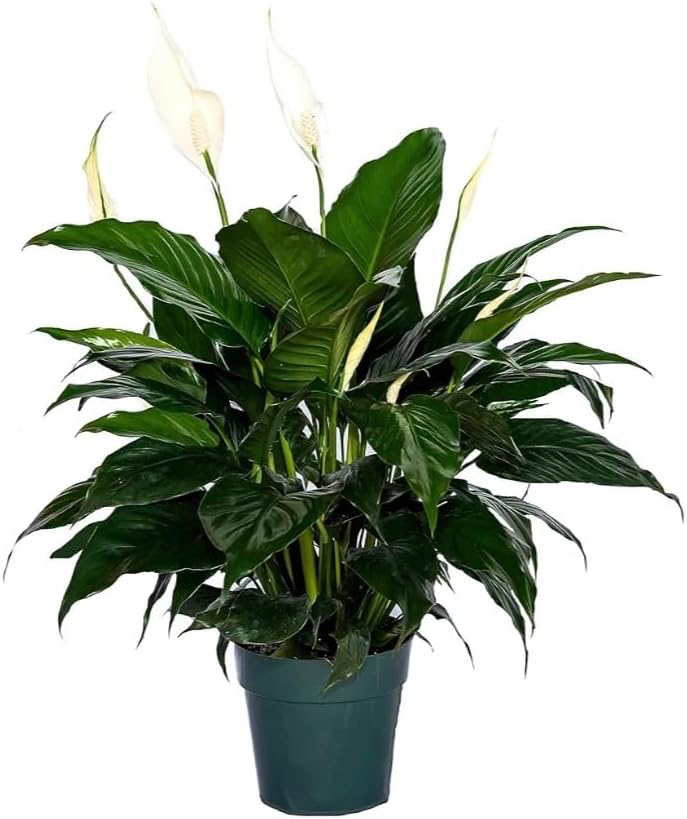 Peace Lily