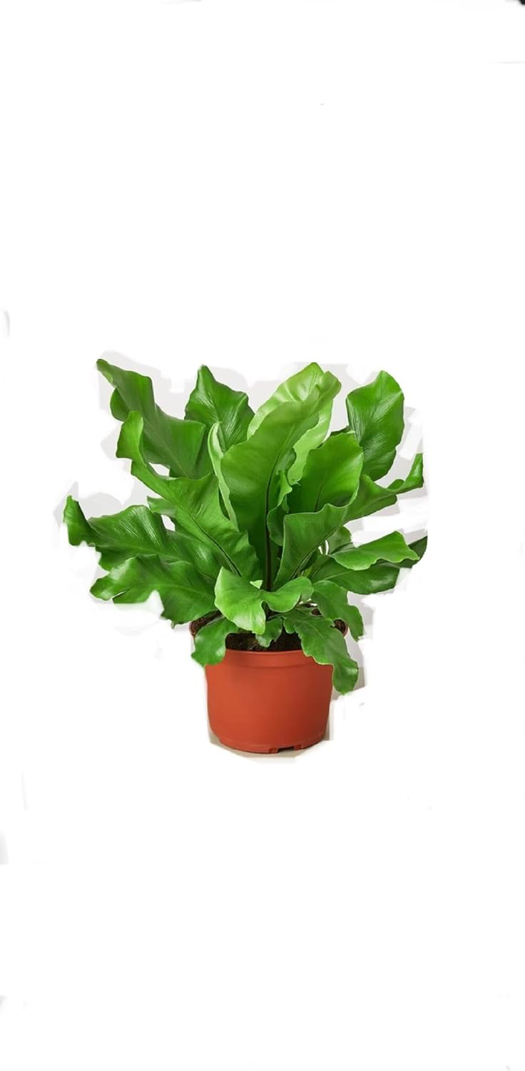Bird's Nest Fern 10"