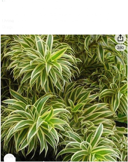 Draceana Song of India 6" Pot