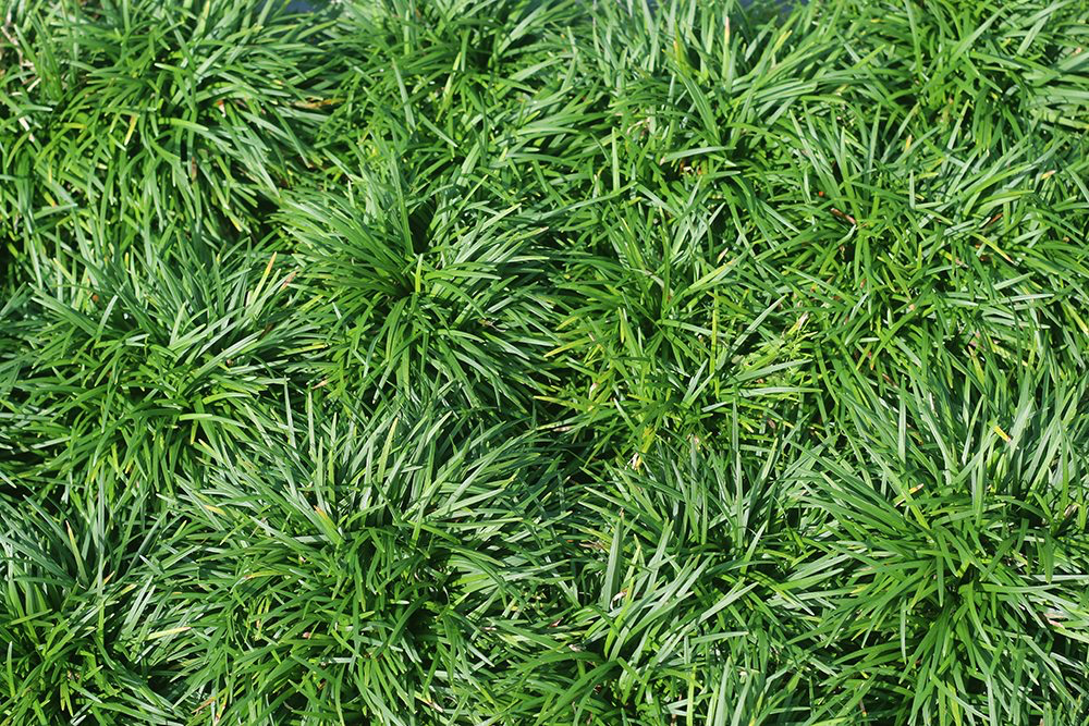 Dwarf Mondo Grass 6" Pot