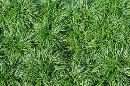 Dwarf Mondo Grass 6" Pot