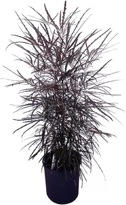 False Aralia