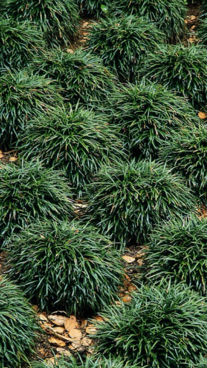 Dwarf Mondo Grass 6" Pot