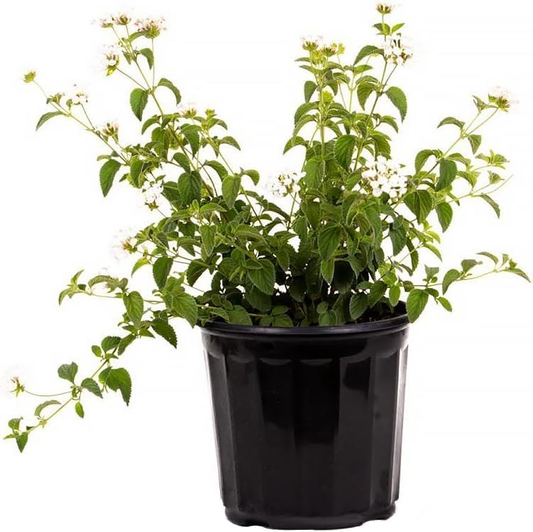 Lantana White