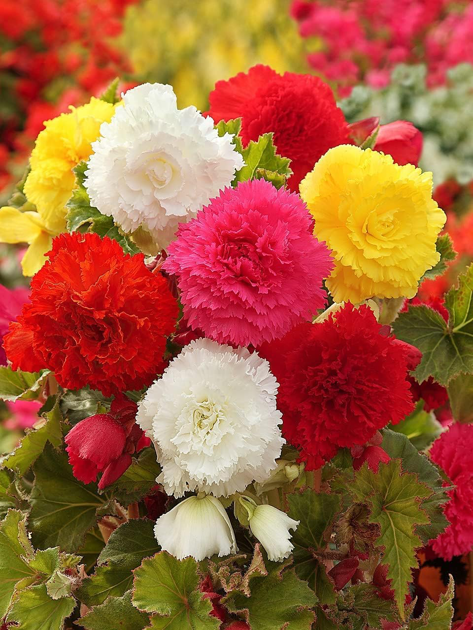 Begonia Mix 4" Pot