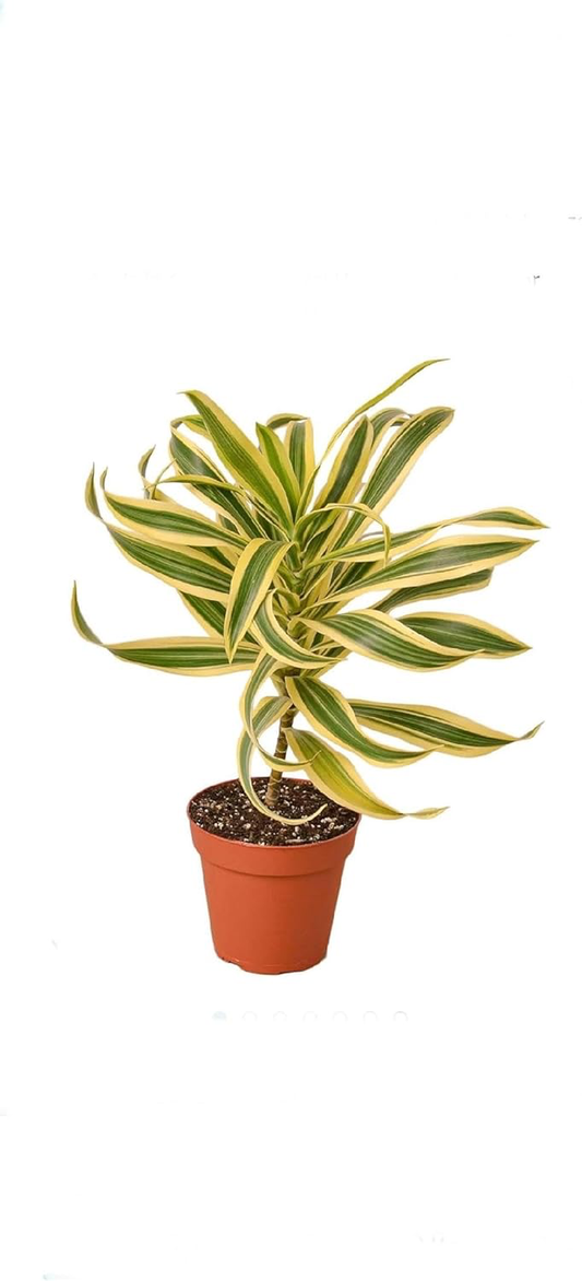 Draceana Song of India 6" Pot