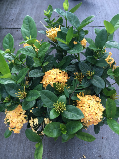 Dwarf Yellow Ixora