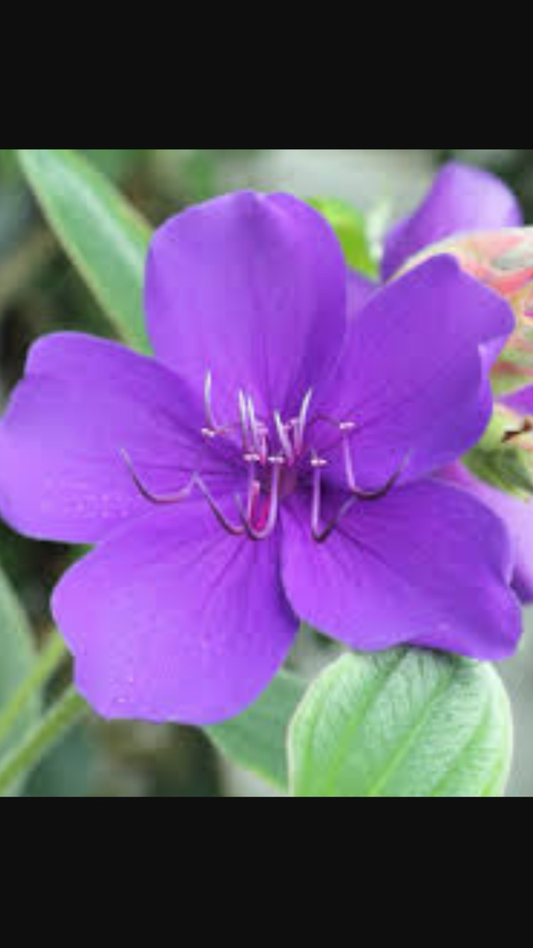 Tibochina