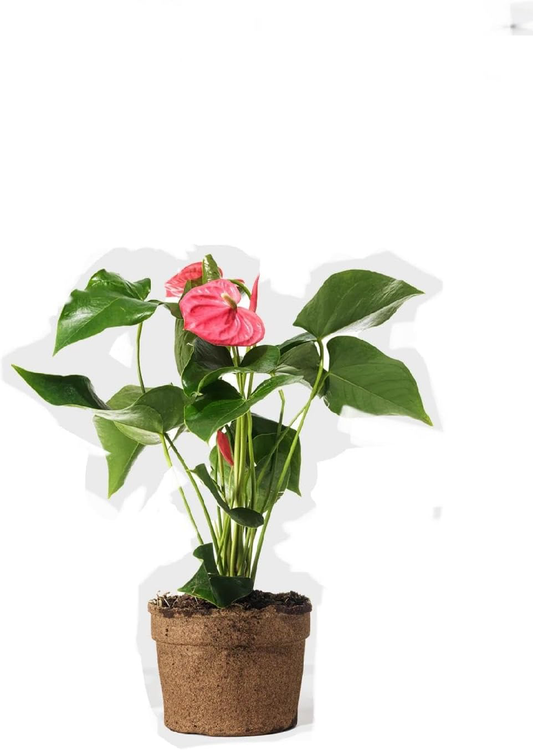Anthurium Pink 6"