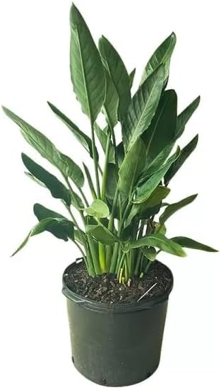 Bird of Paradise (White)