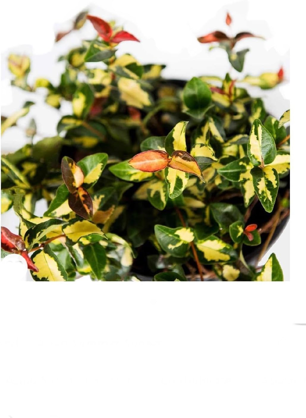 Summer Sunset Jasmine