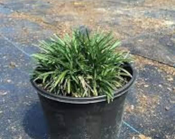 Dwarf Mondo Grass 6" Pot