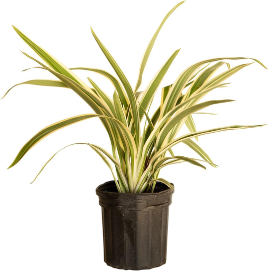 Flax Lily