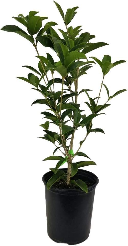 Tea Olive Plant