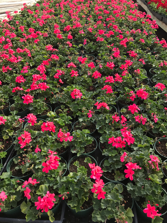 Geranium Pink