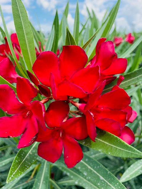 Oleander Calypso Red