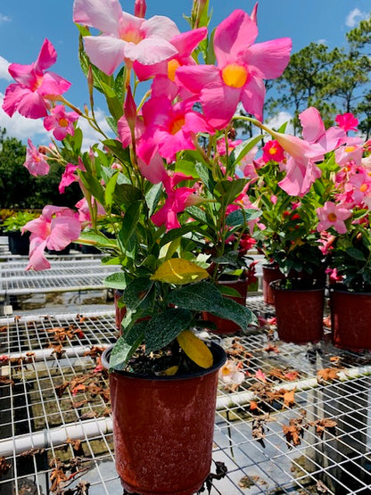Pink Dipladenia 6"