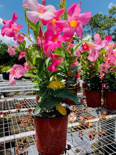 Pink Dipladenia 6"