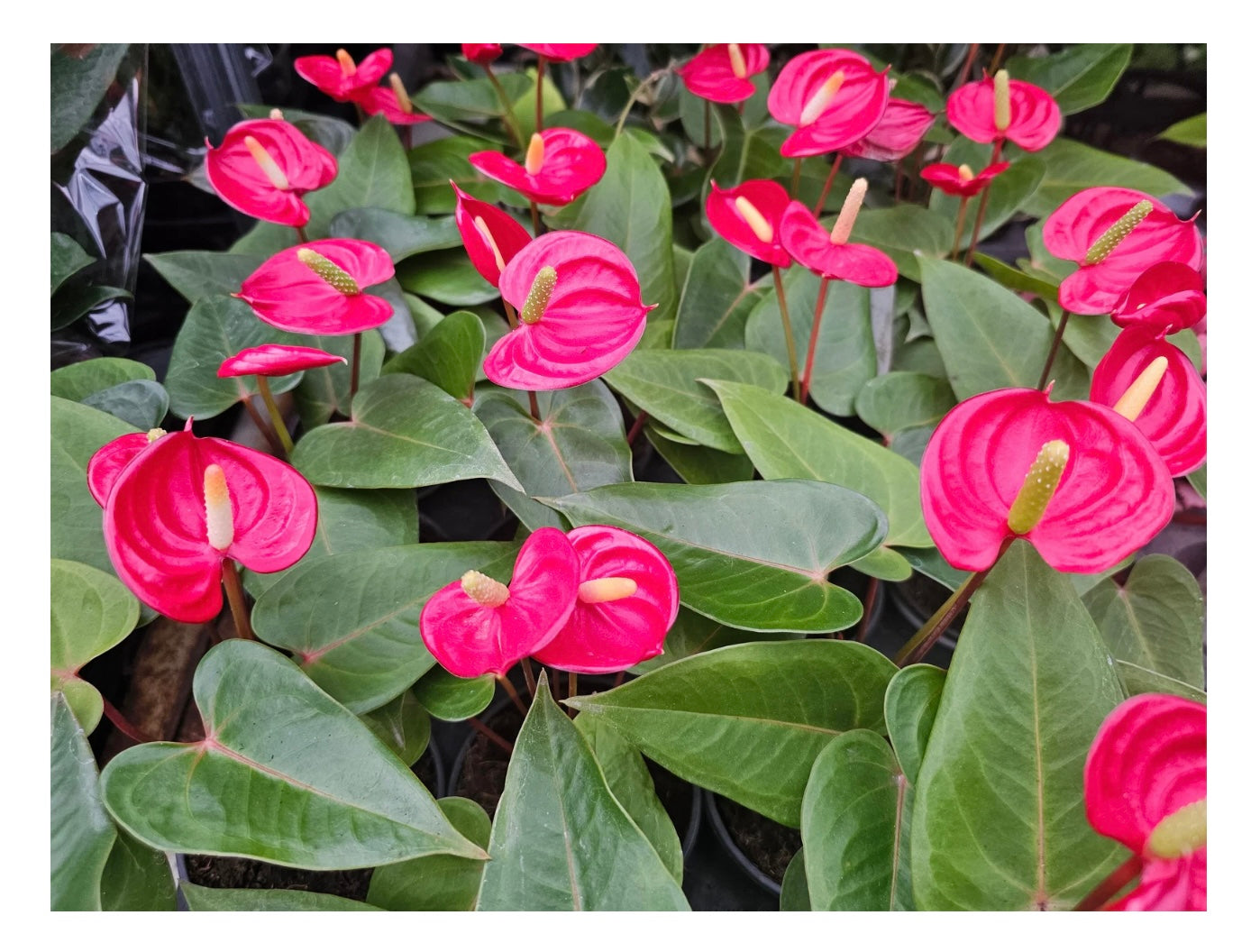 Anthurium Pink 6"