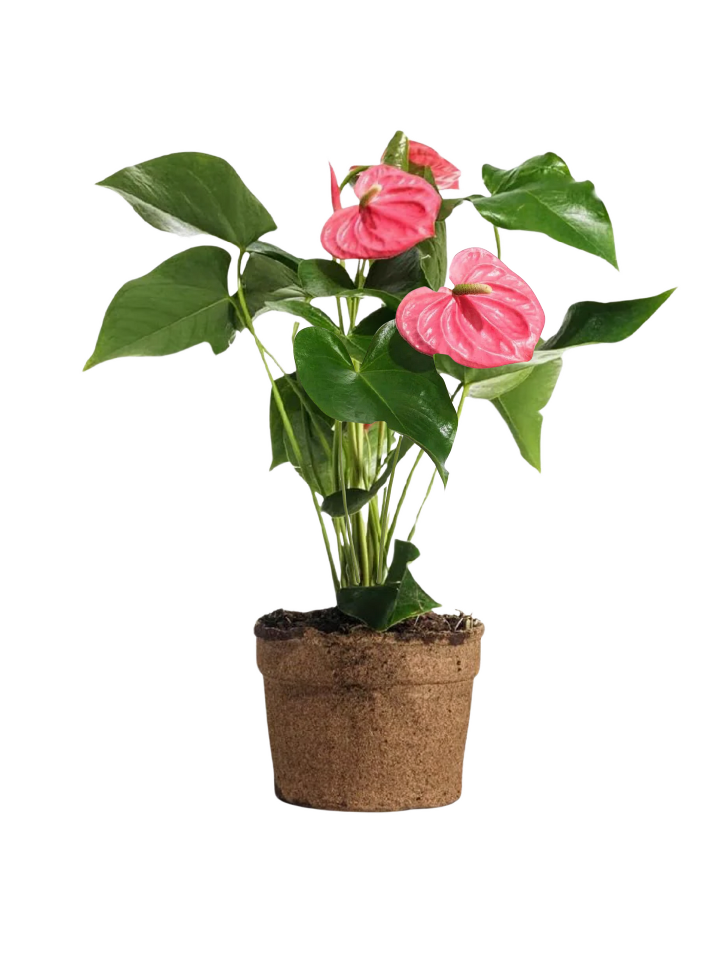 Anthurium Pink 6"